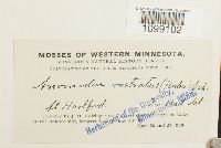 Anomodon rostratus image