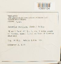 Anomodon rostratus image