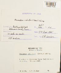 Anomodon rostratus image