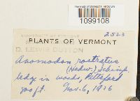 Anomodon rostratus image