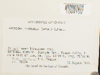 Anomodon rostratus image