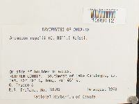 Anomodon rugelii image