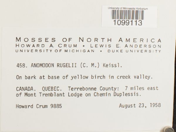 Anomodon rugelii image