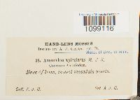 Anomodon rugelii image