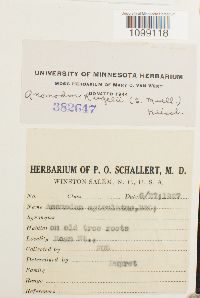 Anomodon rugelii image