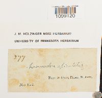 Anomodon rugelii image