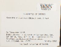 Anomodon viticulosus image