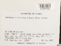 Anomodon viticulosus image