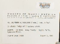 Anomodon viticulosus image