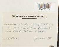 Anomodon viticulosus image