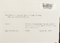 Anomodon viticulosus image