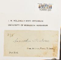 Anomodon viticulosus image