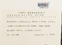 Anomodon viticulosus image