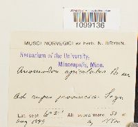 Anomodon rugelii image