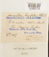 Anomodon longifolius image