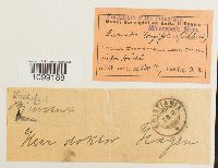 Anomodon longifolius image