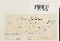 Anomodon viticulosus image