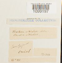 Anomodon viticulosus image