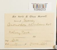 Anomodon viticulosus image