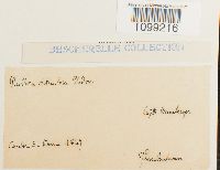 Anomodon viticulosus image