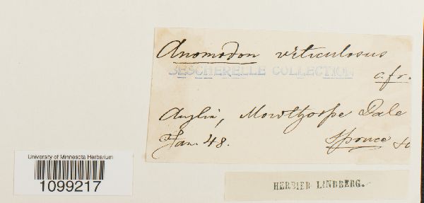 Anomodon viticulosus image