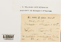 Anomodon viticulosus image