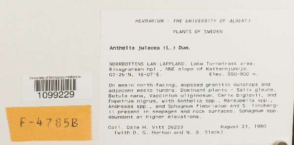 Anthelia julacea image