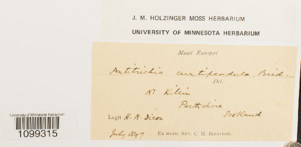 Antitrichia curtipendula image