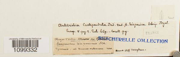 Antitrichia curtipendula var. hispanica image