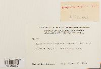 Aongstroemia longipes image