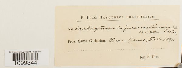 Aongstroemia julaceo-divaricata image