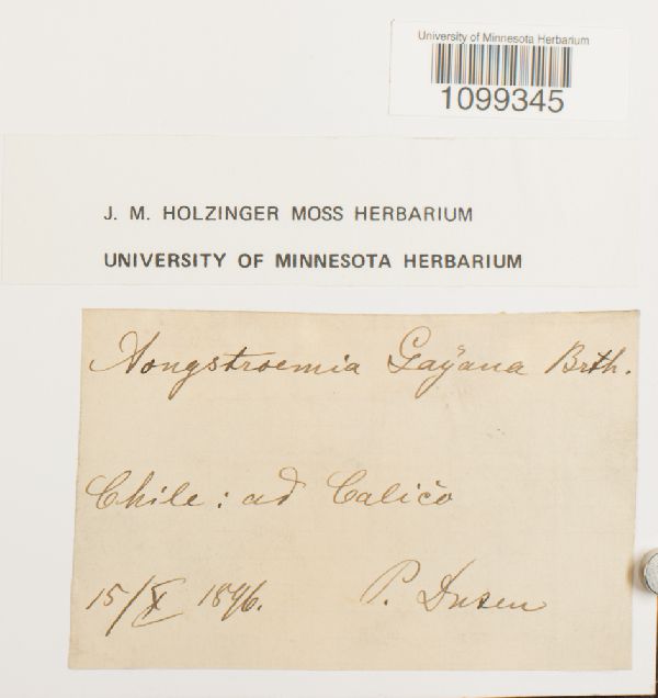 Aongstroemia gayana image