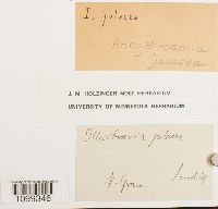 Image of Aongstroemia julacea