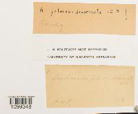 Aongstroemia julaceo-divaricata image