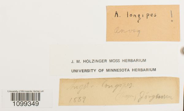 Aongstroemia longipes image