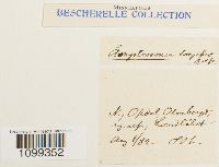 Aongstroemia longipes image