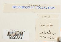 Aongstroemia longipes image