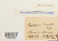 Aongstroemia longipes image