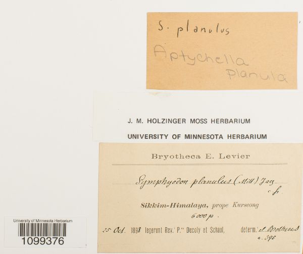 Aptychella planula image