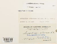 Archidium ohioense image