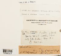 Archidium ohioense image