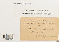 Archidium ohioense image