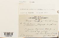 Archidium ohioense image