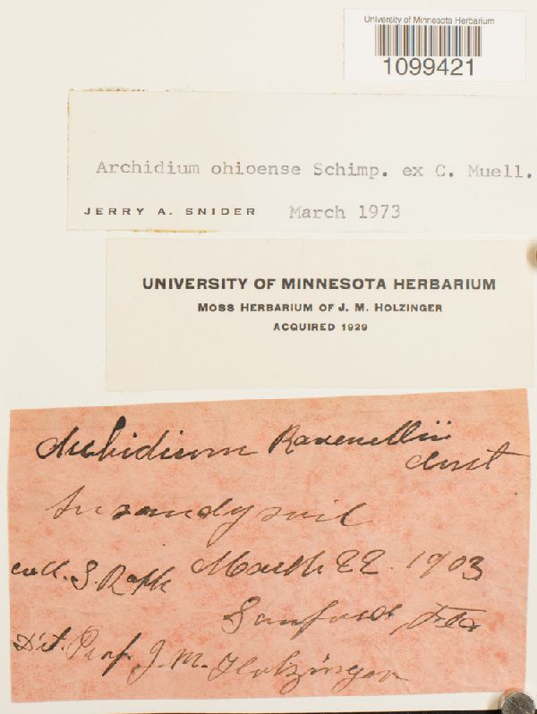 Archidium ohioense image