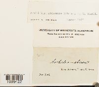 Archidium ohioense image