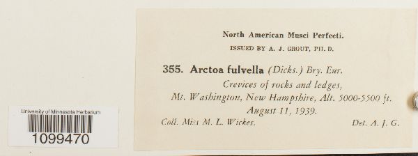 Arctoa fulvella image