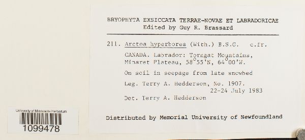 Arctoa hyperborea image