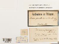 Arctoa fulvella image