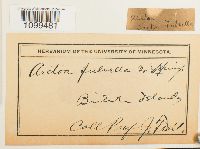 Arctoa fulvella image