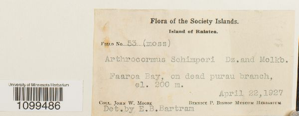 Arthrocormus schimperi image